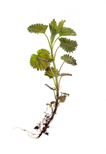 Nettle root - a component of the TestoUltra formula