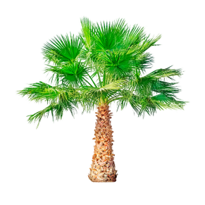 Saw Palmetto (Dwarf Palm) is a component of TestoUltra