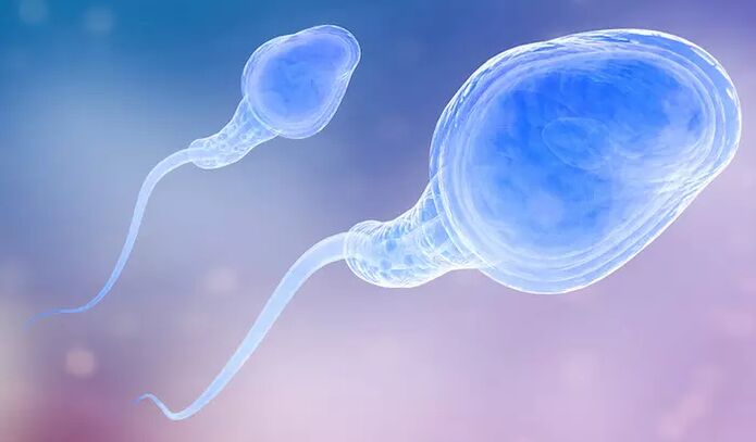 Spermatozoa may be present in a man's pre-ejaculate